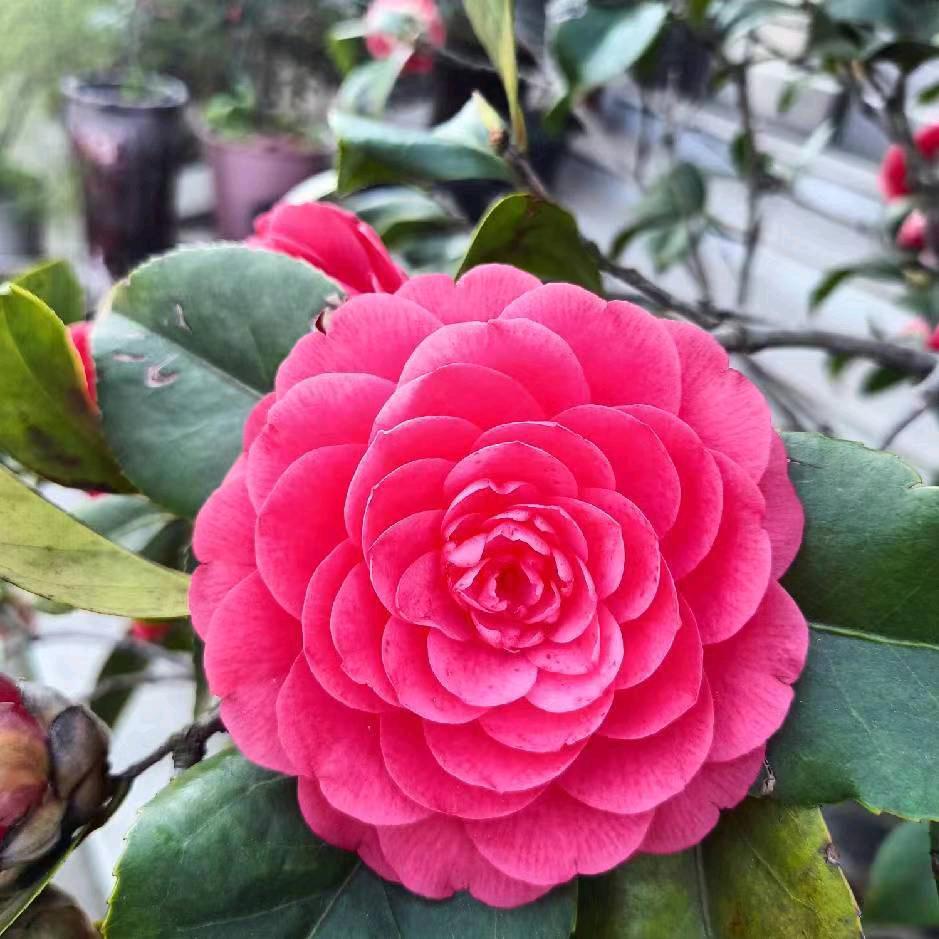 梅兰竹菊周小雨