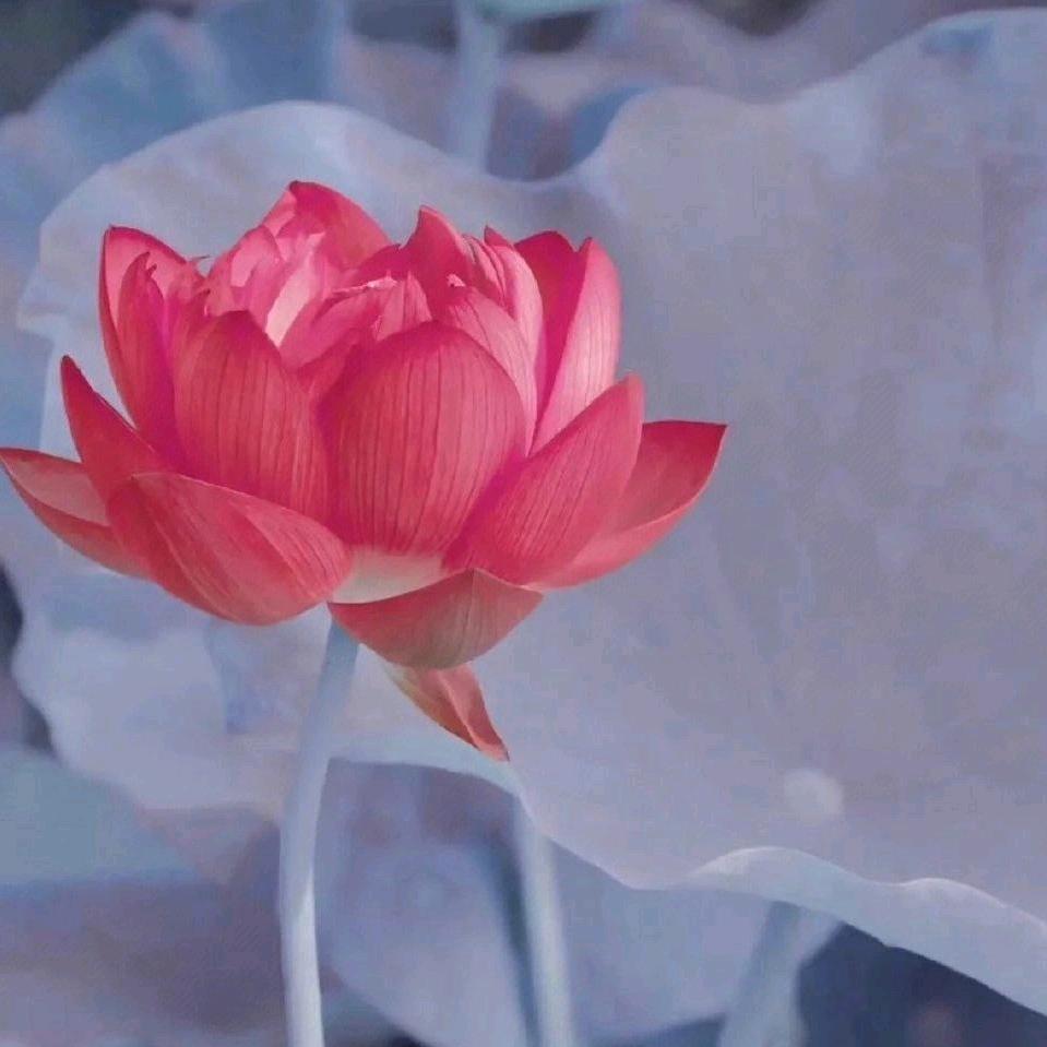 稳稳的幸福。