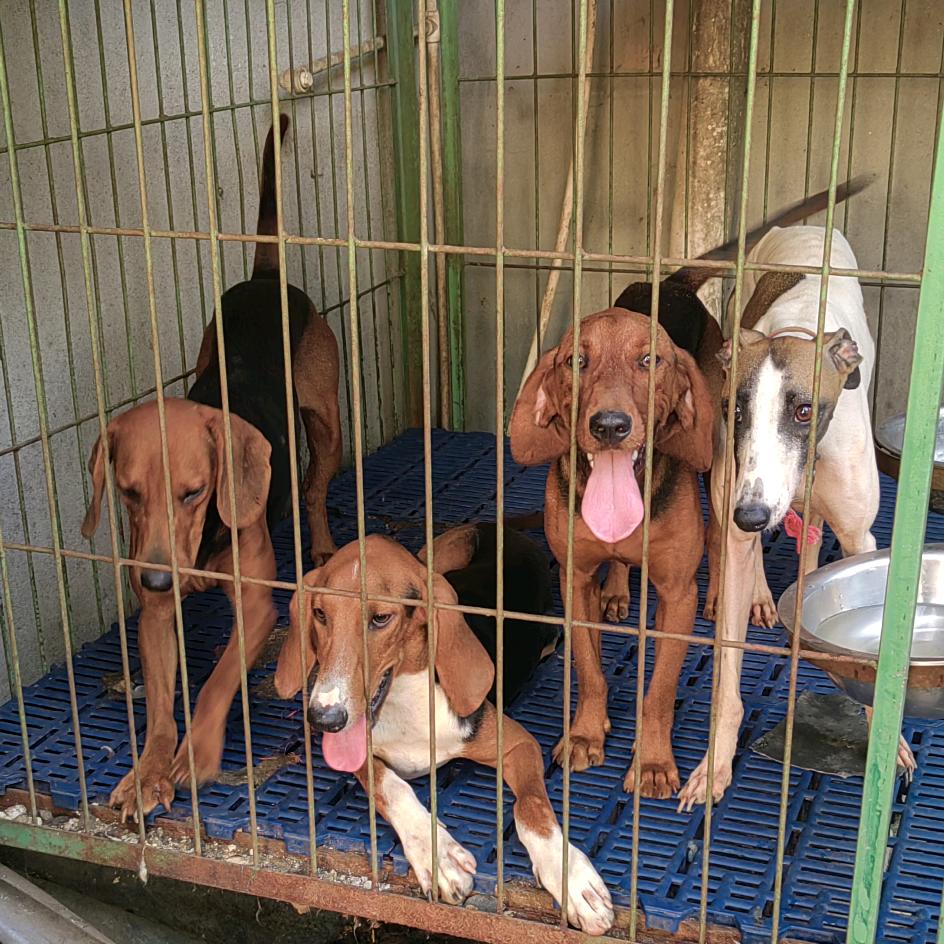 户外实战猎犬