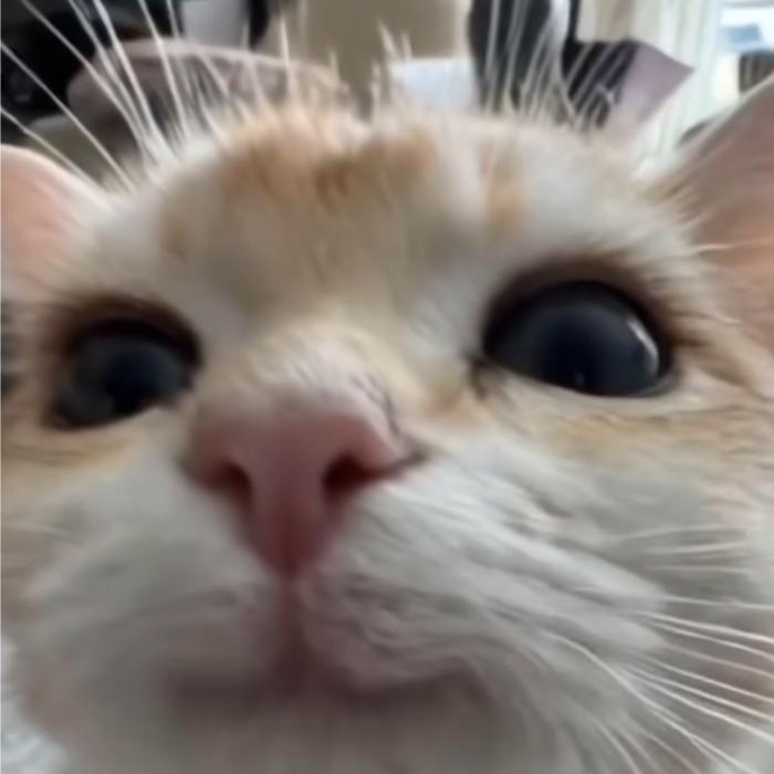 小猫杀手