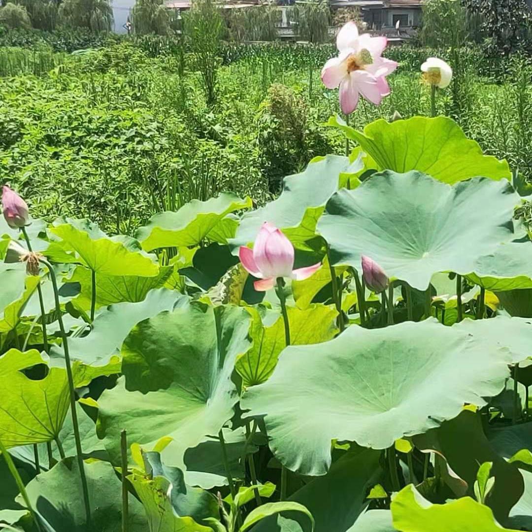 岁月静好🍎🍎