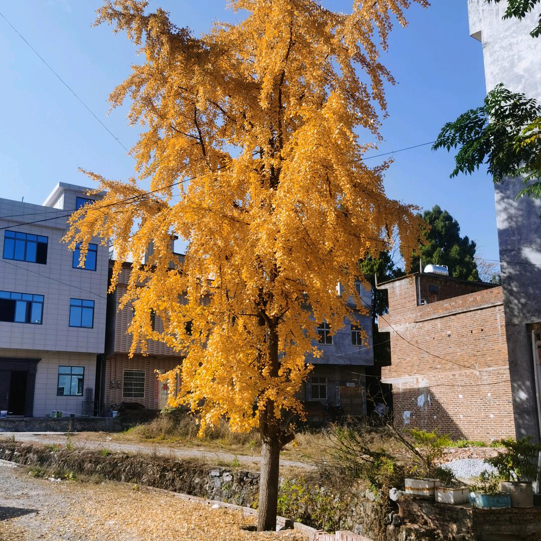 乡村洋号.唢呐.乐队，