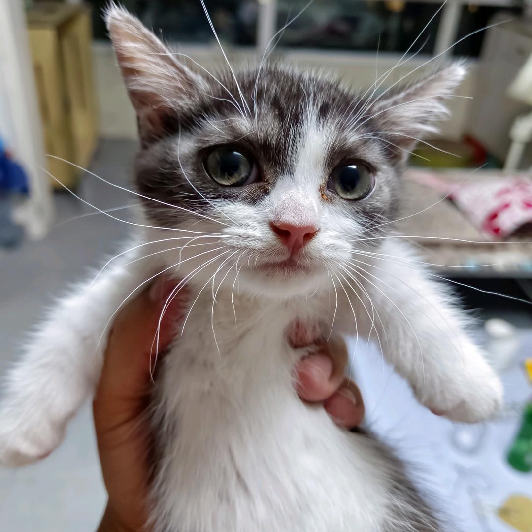 领养猫咪戳头像