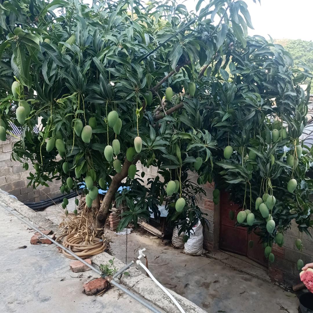 sqz哎呀呀团圆中秋