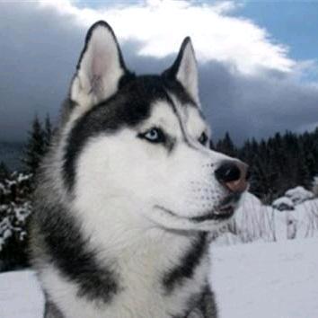 哈士奇搞笑视频@抖音