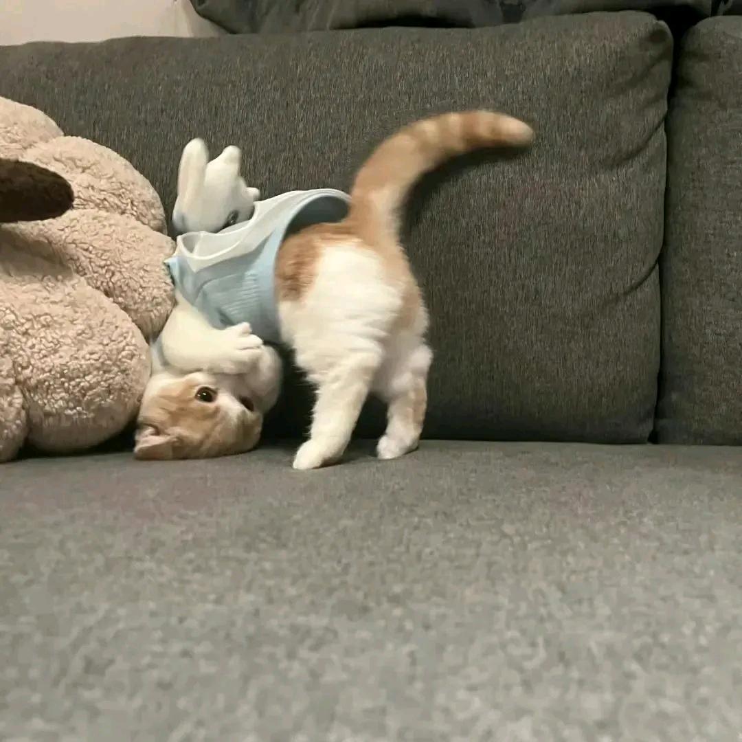 竹青曵