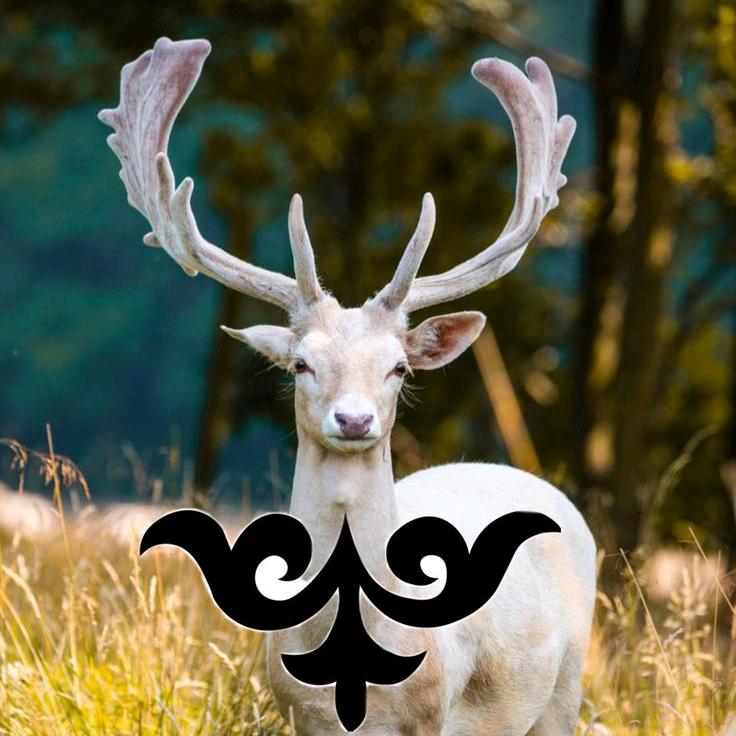 福鹿🦌