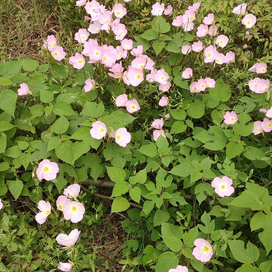思雁