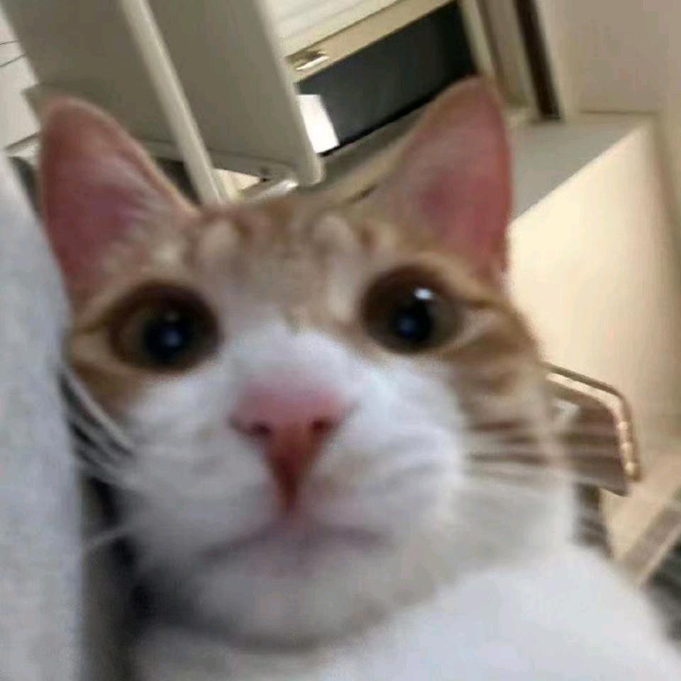 小小白