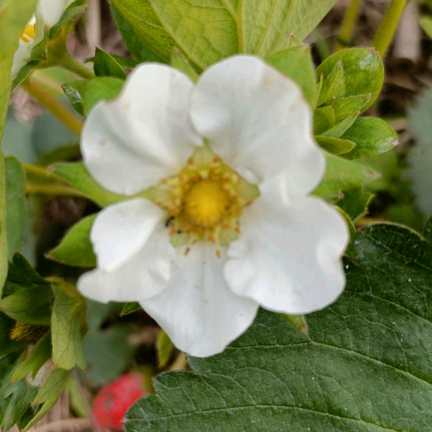 名花有主