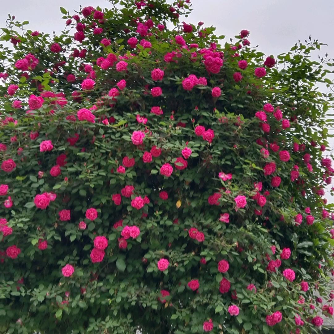 ღ᭄曾經🍒再美᭄也是傷💞