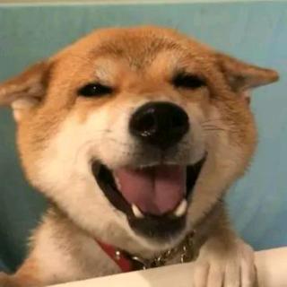 9527的日常