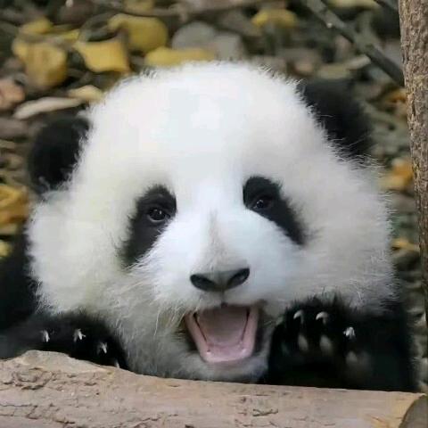 虎头