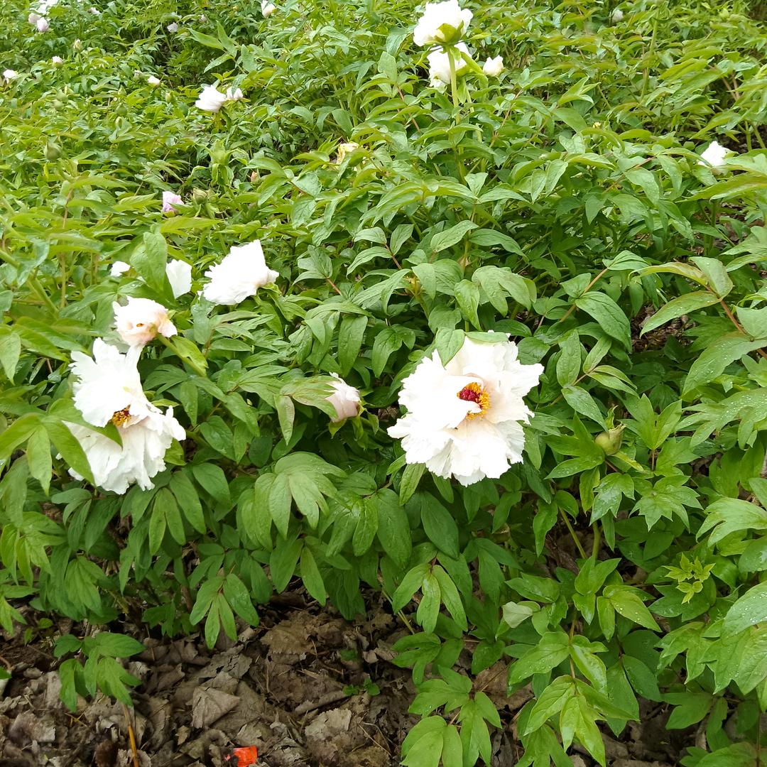 花开