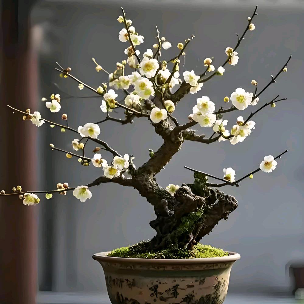 梅见徽州徽州古梅