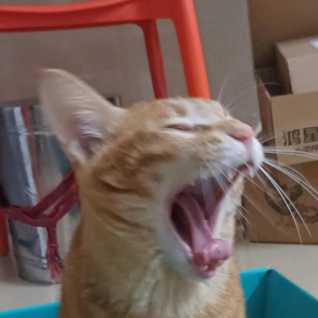 xxxd小蛋