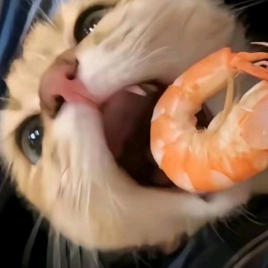 新书没扑街（码字版）