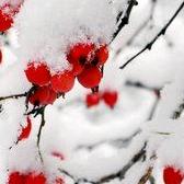 雪心