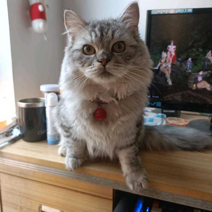 为世界献上卉卉