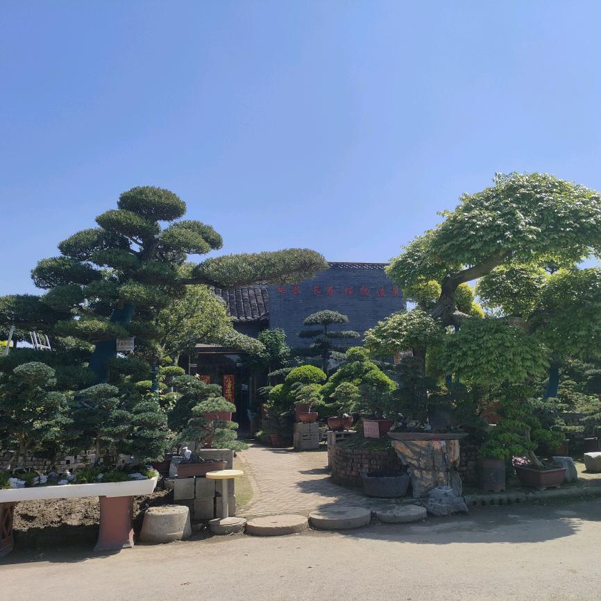 长寿造景