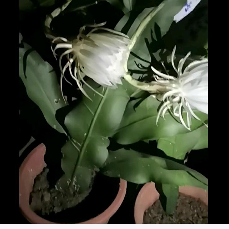 叶上花