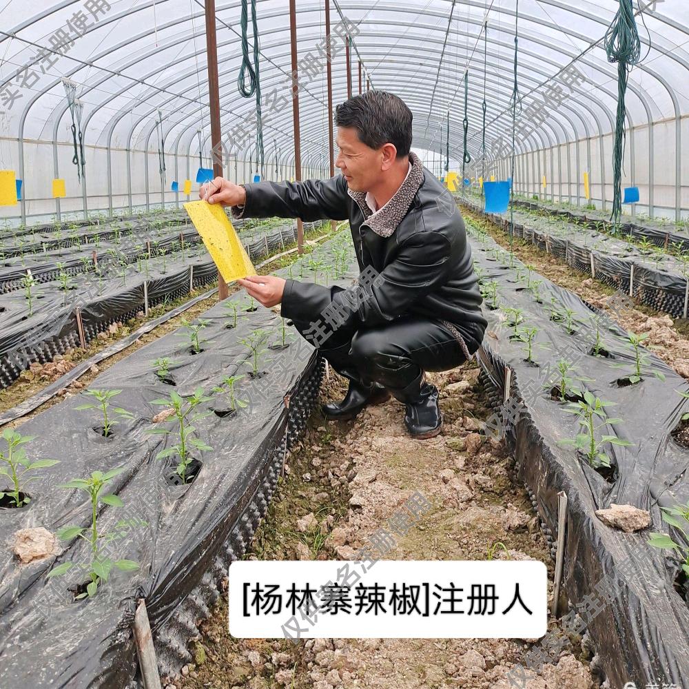 生态果蔬达人(向志红)