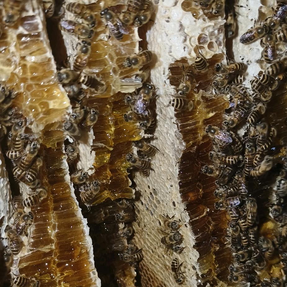 🐝勤劳的小蜜蜂