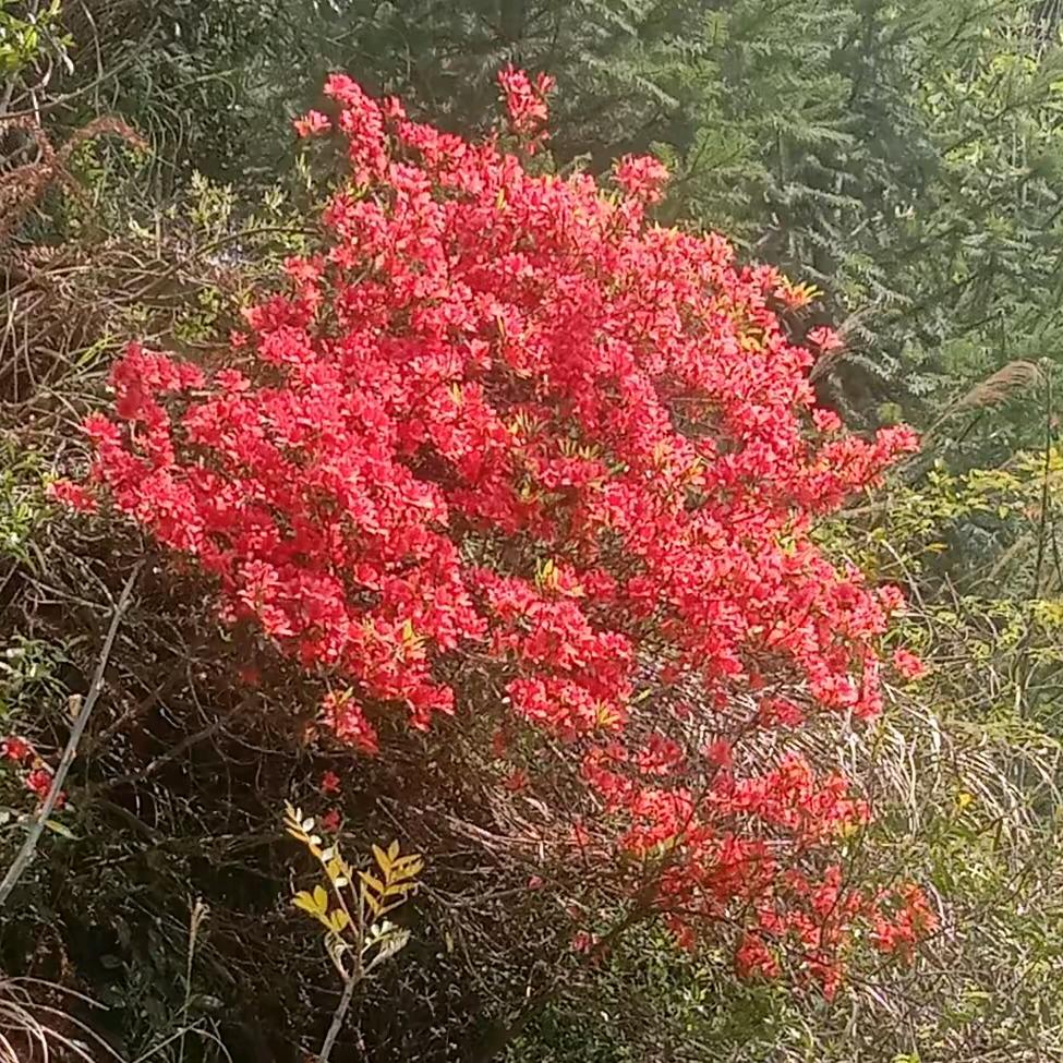 💞࿐鸿🦋是ꦿ໊江边᭄🕊鸟᭄ꦿᩚ٭4