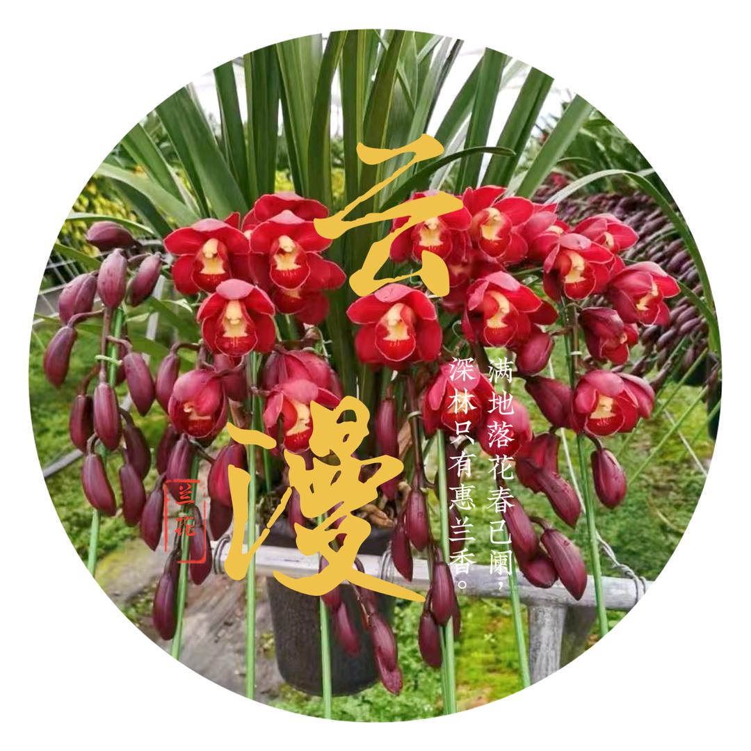 云漫兰花卉