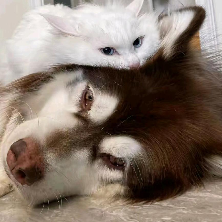 猫的房东