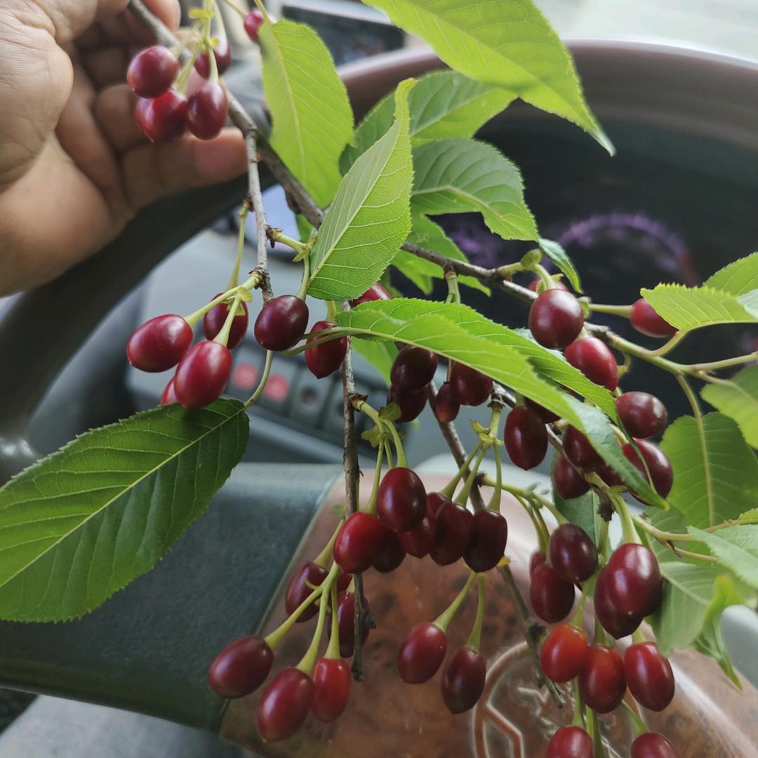 杨师🌱🌱🌱👫何🌱🌱🌱?