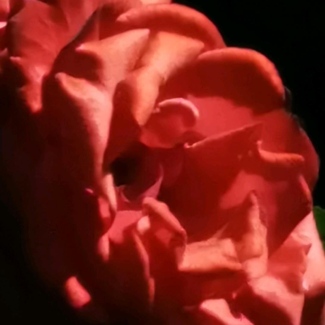 ζั͡一ั͡叶ั͡知ั͡秋ั͡✾ 🍃˚