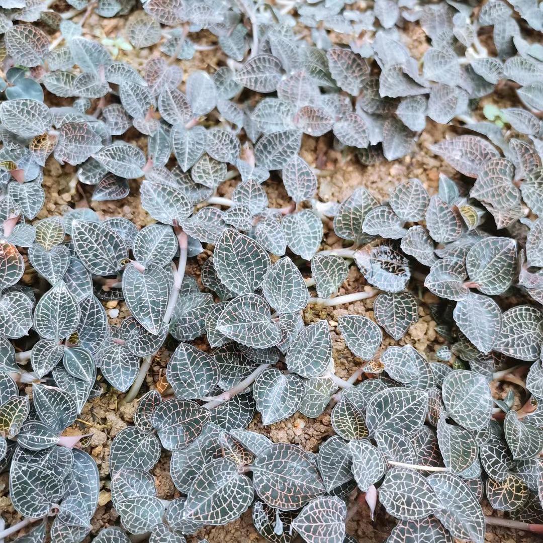 南靖土楼南草土特产店