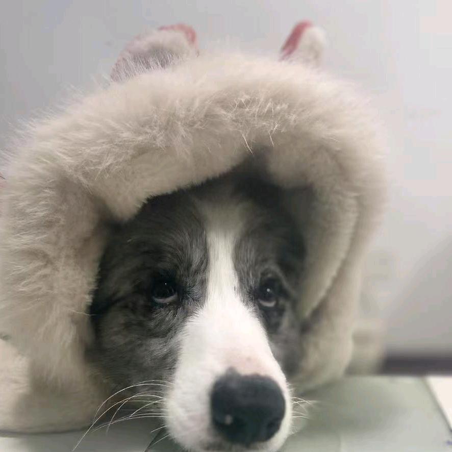 百万喜欢嗑瓜子