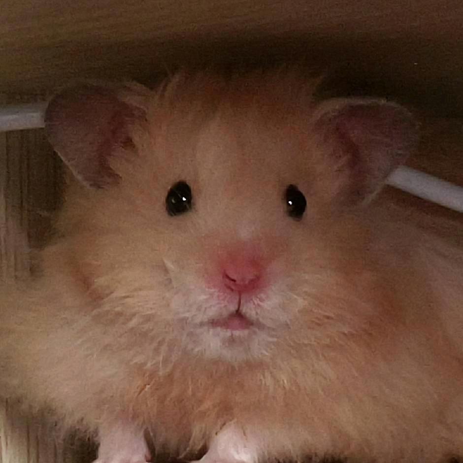 熊熊鼠