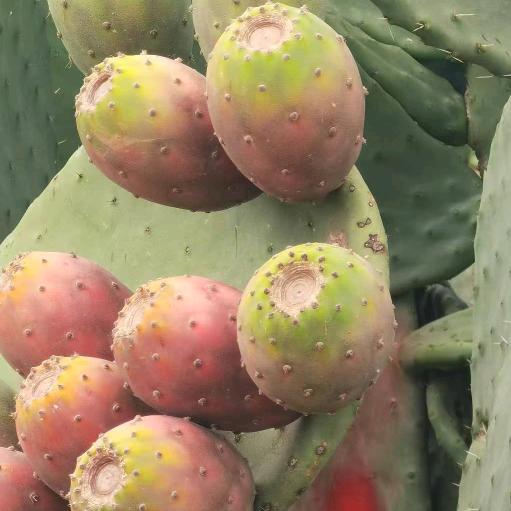楚雄牟定大果王仙人掌种植罗姐