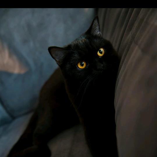 失眠社喵喵 ·私影·陪玩