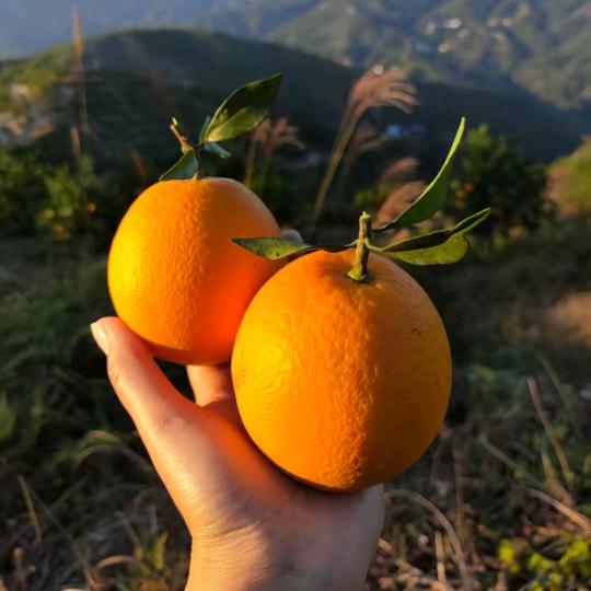 新鲜脐橙🍊