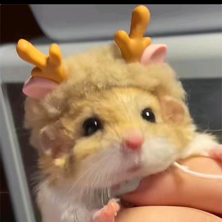 🐹🐹🐹