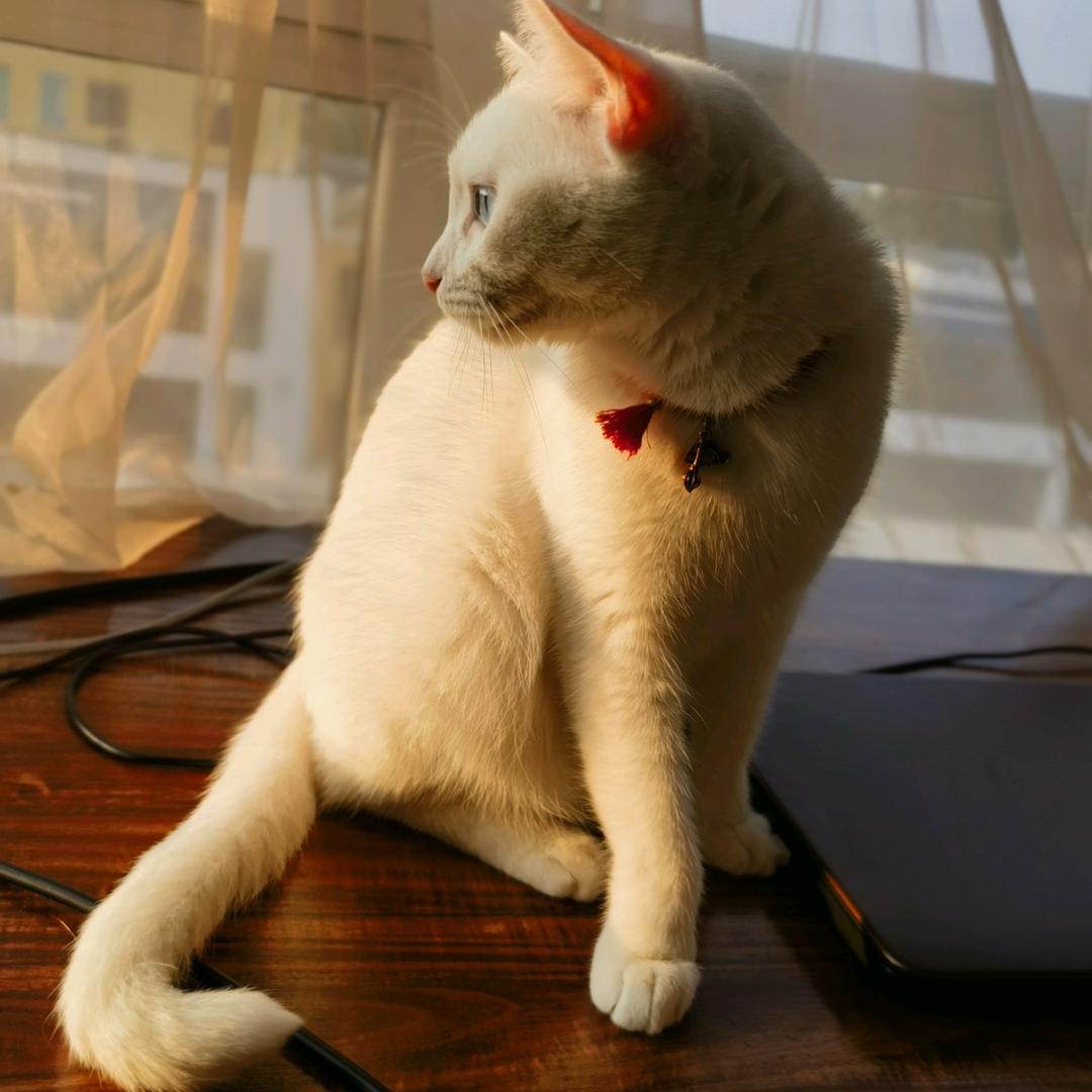 大白是只猫