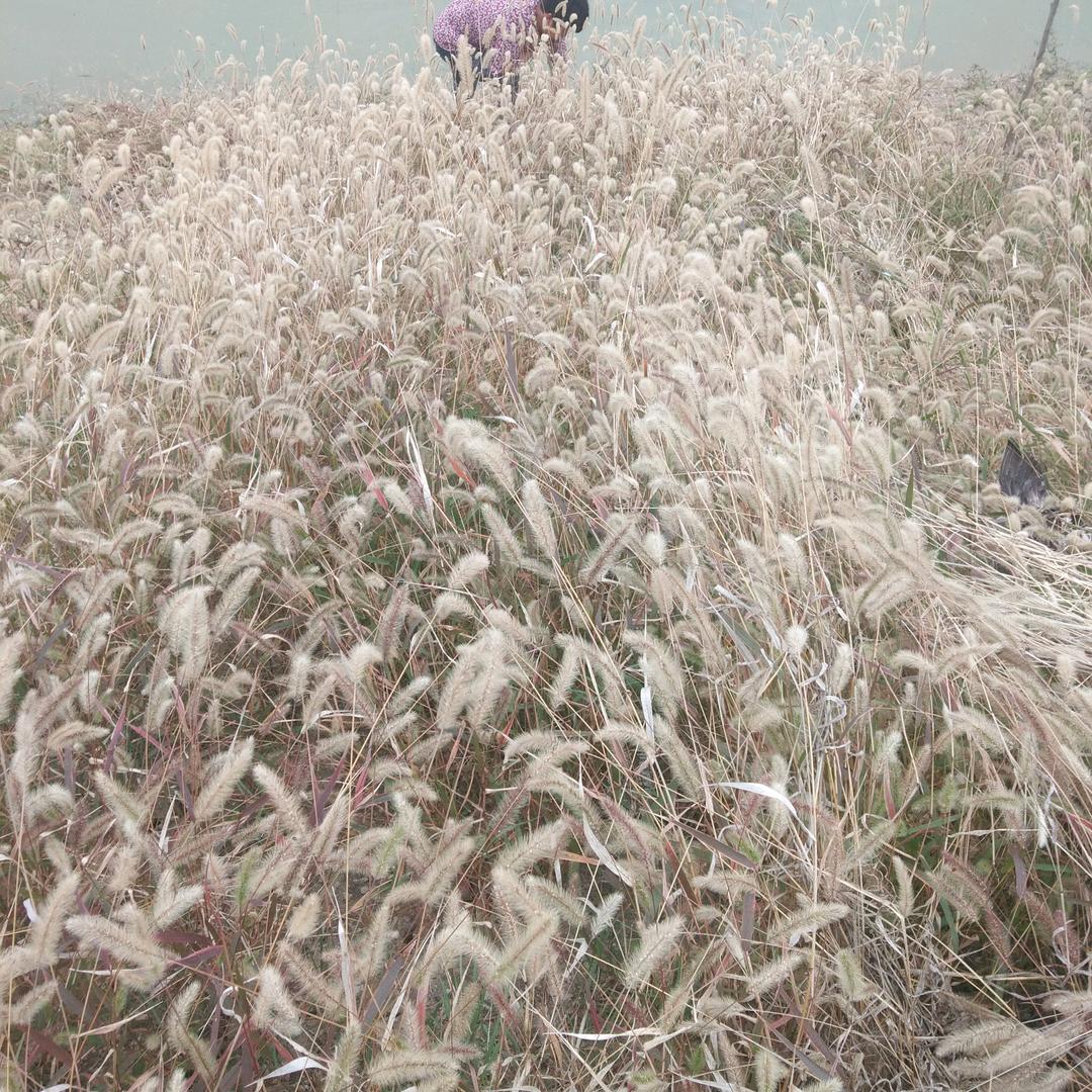 杨师傅