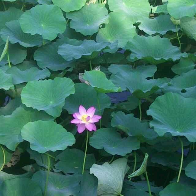灵动