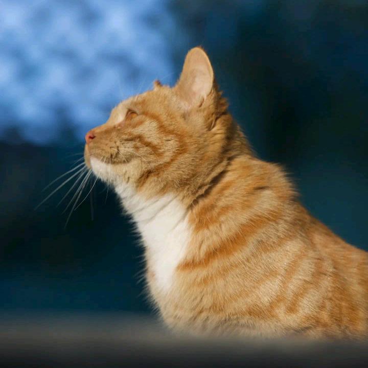 猫爪GPS定位器工厂