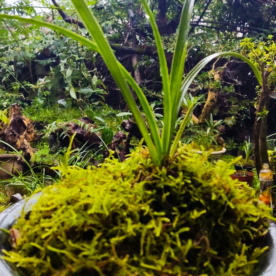 多么伟昌楠竹笋