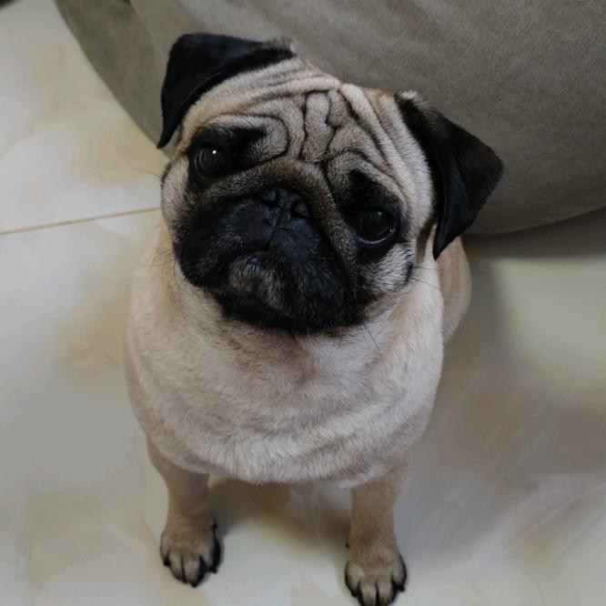 巴哥胖仔の躺平日记