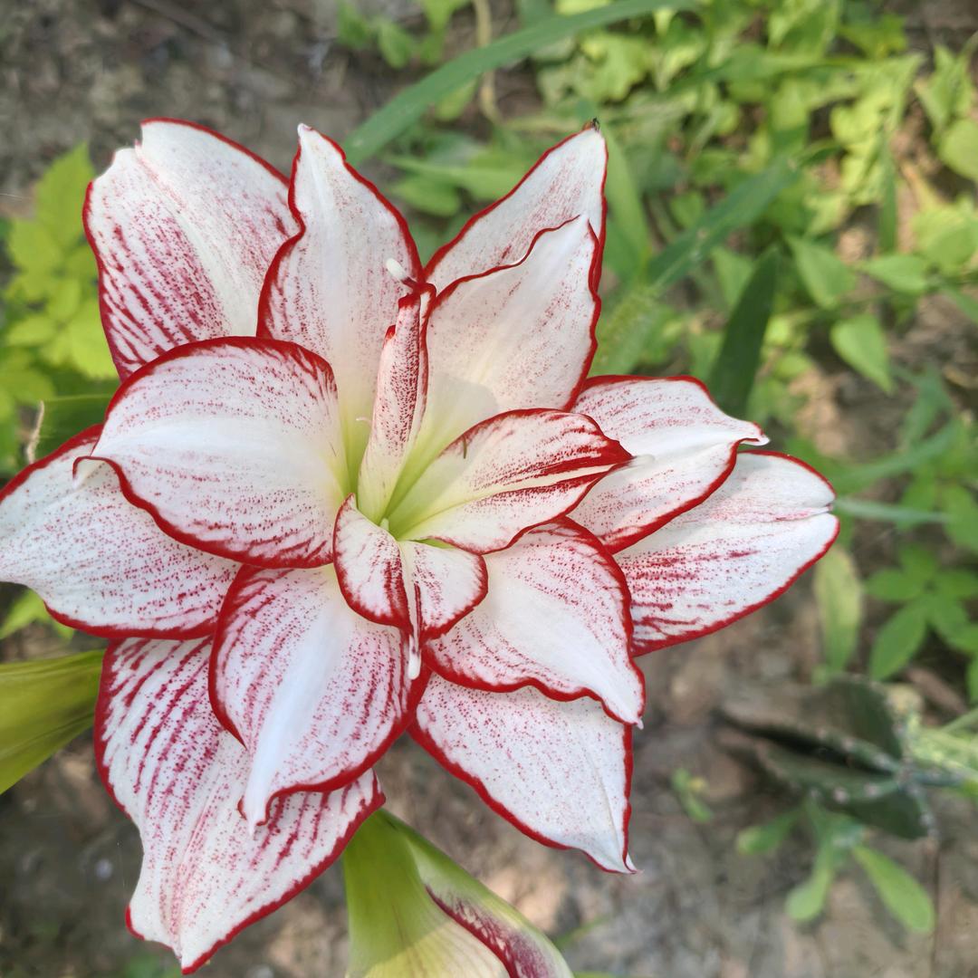 赤橙黄绿青蓝紫。