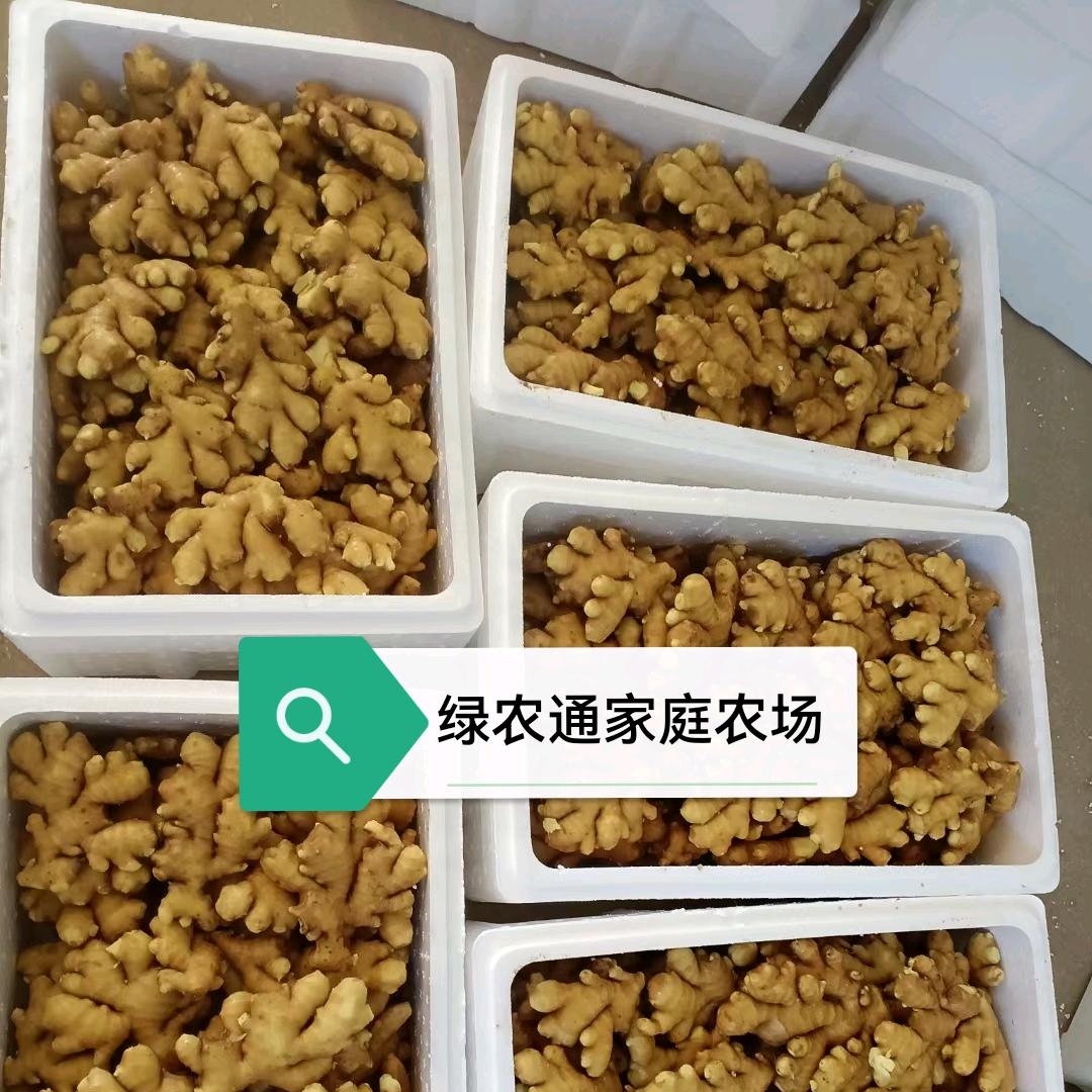 山东苗山小黄姜