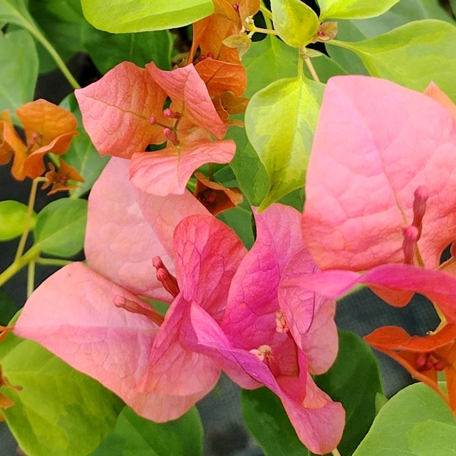 清源花卉