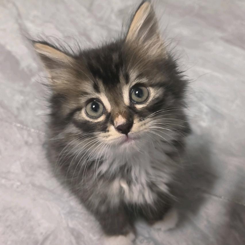 ᰔᩚ᭄༄释ഒᩚ然꧔࿐