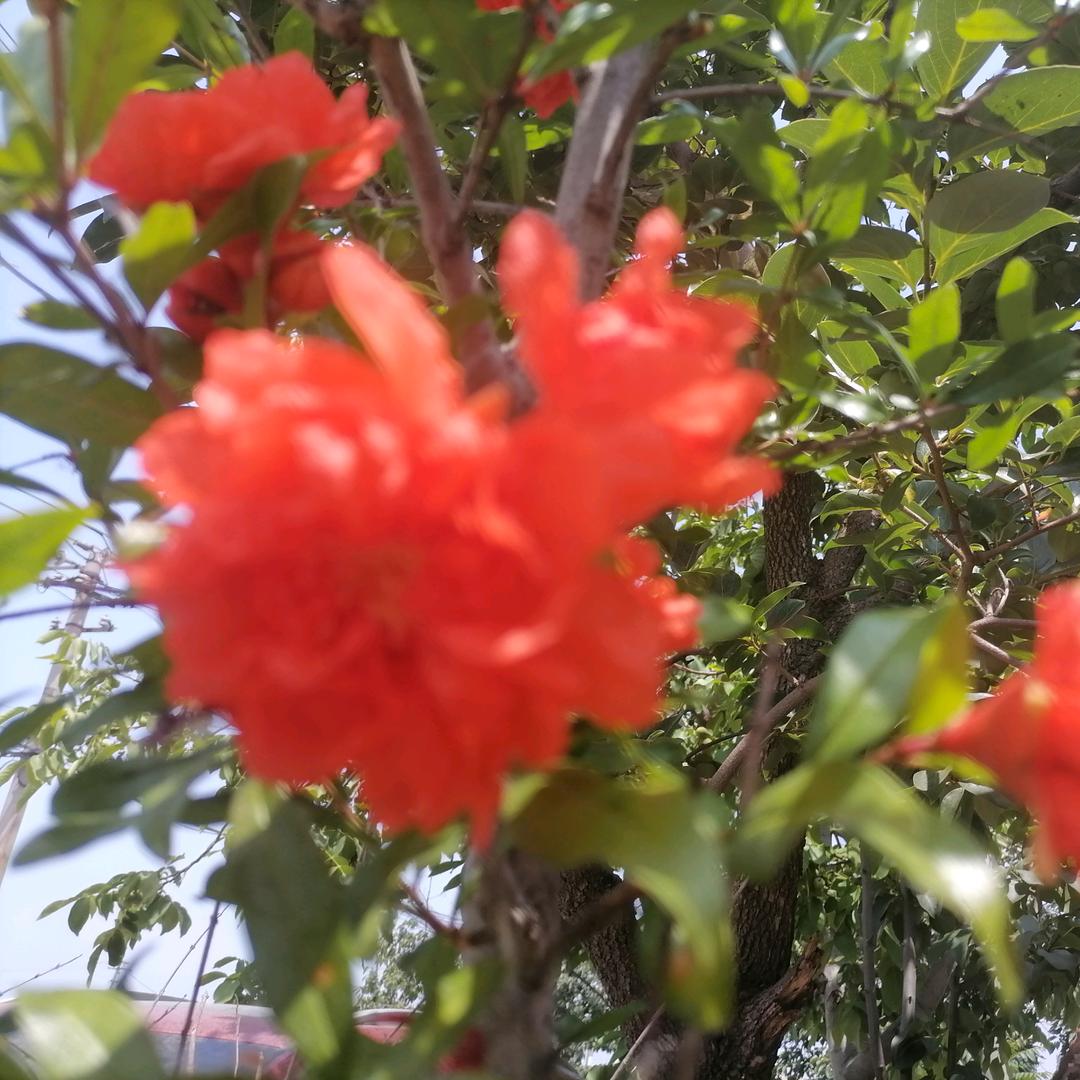 红豆